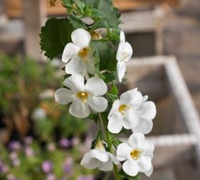 The Benefits Of Bacopa